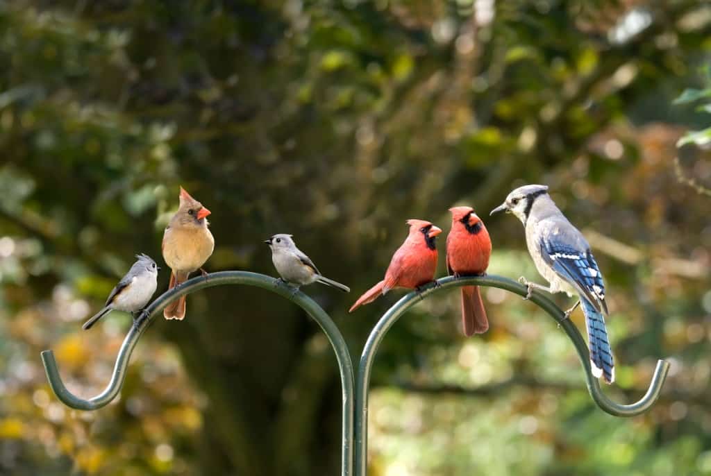 birds-sitting-on-a-bird-feeder