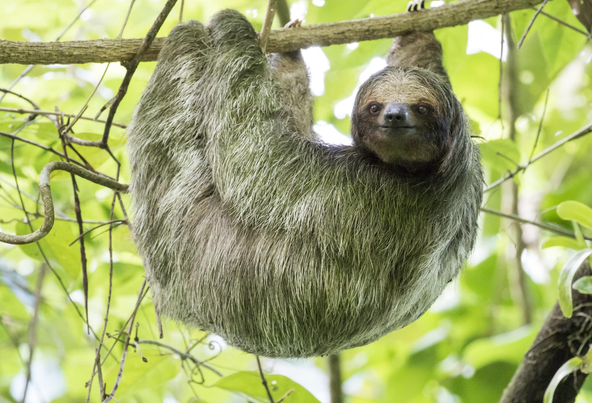 sloth-in-tree