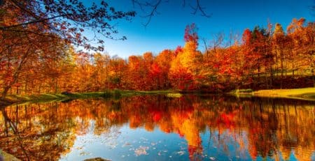 pond-and-forest-in-fall